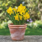 Sadbový set narcisů Produkty: Narcis 'California' – Hledejceny.cz