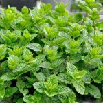 GREENBOSS FLOWER Máta marocká "Marokko" – Hledejceny.cz