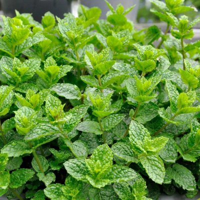 GREENBOSS FLOWER Máta marocká "Marokko" – Hledejceny.cz
