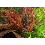 Cryptocoryne tropica - Kryptokoryna Wendtova var. Tropica – Zboží Mobilmania