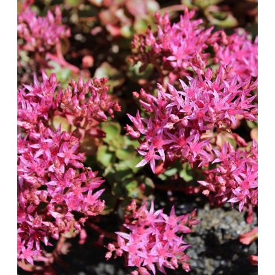 Rozchodník pochybný Voodoo - Sedum spurium - semena - 50 ks – Hledejceny.cz