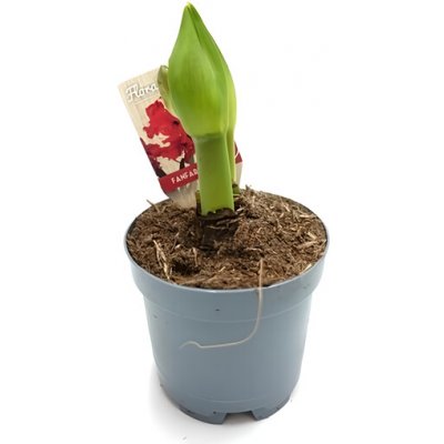 Amarylis průměr květináče 12-13 cm – Sleviste.cz