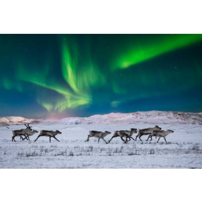 Umělecká fotografie Wild reindeer on the tundra on, Anton Petrus, (40 x 26.7 cm) – Zboží Mobilmania