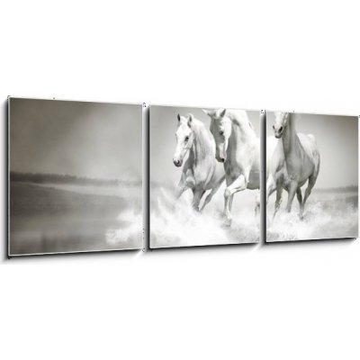Obraz 3D třídílný - 150 x 50 cm - Herd of white horses running through water Stádo bílých koní protéká vodou – Zboží Mobilmania