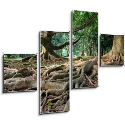 Obraz čtyřdílný 4D - 120 x 90 cm - Primeval rainforest in Kandy, Sri Lanka Pralesní deštný prales v Kandy na Srí Lance