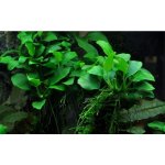Anubias barteri var. nana Petite – Zboží Dáma