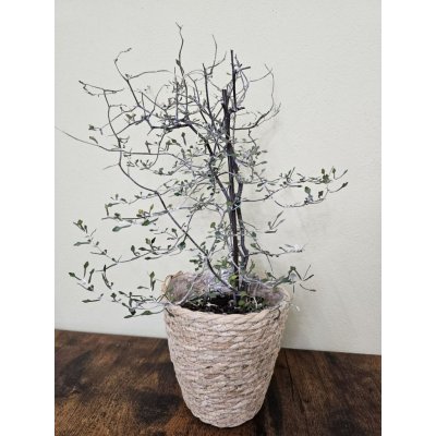 Corokia Cotoneaster, stromek na světlé místo – Sleviste.cz