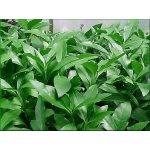 Justicia schimperi - Právenka Schimperova – Zbozi.Blesk.cz