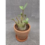 Adenium Ansu v terakotě XXL – Hledejceny.cz