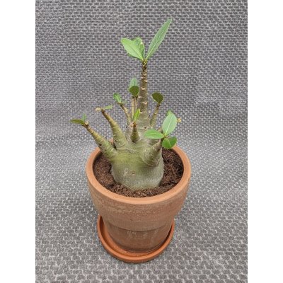 Adenium Ansu v terakotě XXL – Hledejceny.cz