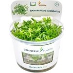 Ranunculus inundatus – Hledejceny.cz