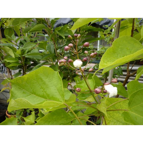 Květina katalpa trubačovitá - Catalpa bignonioides