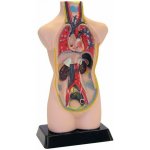 Vzdělávací sada Anatomický rozkládací set větší – Hledejceny.cz