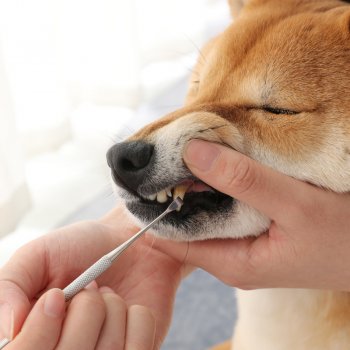 Surtep Animals Nástroj na odstraňování zubního kamene 17cm ocel