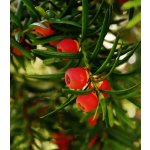 Tis červený - Taxus baccata - semena tisu - 5 ks