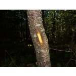 Tinktur Tinktura Krušinová kůra FORTE 3 x 50 ml. – Hledejceny.cz