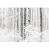 Tapety R4-043 Fototapeta vliesová Winter Wood rozměry 400x280 cm