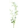 Květina Hrachor vonný - Lathyrus odoratus krémový V69 cm (N958250)
