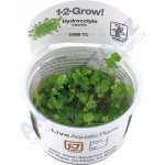 Hydrocotyle tripartita - Pupečník trojdílný – Hledejceny.cz