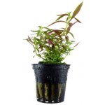 Limnophila hippuridoides – Sleviste.cz