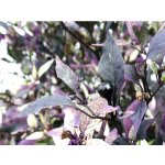 Purple Flash – Zboží Mobilmania