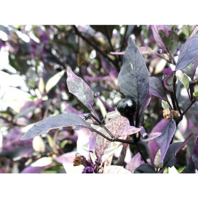 Purple Flash – Zboží Mobilmania