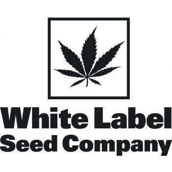 White Label Master Kush semena neobsahují THC 5 ks