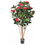 CAMELIA JAPONICA DOUBLE NEW červená, 130cm – Hledejceny.cz