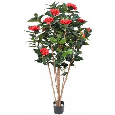 CAMELIA JAPONICA DOUBLE NEW červená, 130cm – Zbozi.Blesk.cz