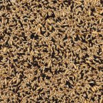 Deli Nature 50 Canaries Basic 4 kg – Hledejceny.cz