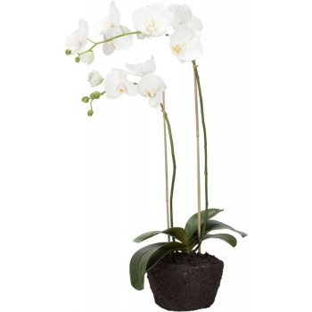 Velká orchidej s kořenovým balem FLORA