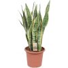 Květina Gardners Sansevieria trifasciata Laurentii, průměr 25 cm Sanseveria, Tchýnin jazyk, Tenura