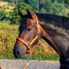 Ohlávky a vodítka pro koně USG Ohlávka černá /orange