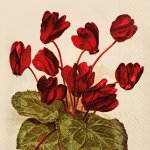 Skona Ting Papírový ubrousek Orange Autumn Plants Cyclamen – Hledejceny.cz
