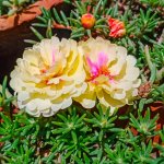 Šrucha velkokvětá směs - Portulaca grandiflora mix - semena šruchy - 300 ks – Zboží Mobilmania