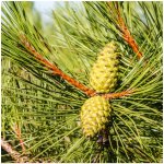 Borovice černá Pinus nigra semena borovice 4 ks – Hledejceny.cz