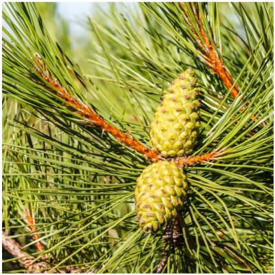 Borovice černá - Pinus nigra - semena borovice - 4 ks – Hledejceny.cz