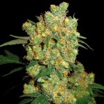 Sensi Seeds Big Bud semena neobsahují THC 3 ks – Zboží Dáma