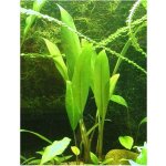 Anubias lanceolata - Anubis kopinatý – Zboží Dáma