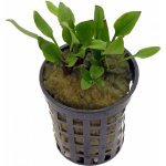 Cryptocoryne lutea Hobbit – Zboží Dáma