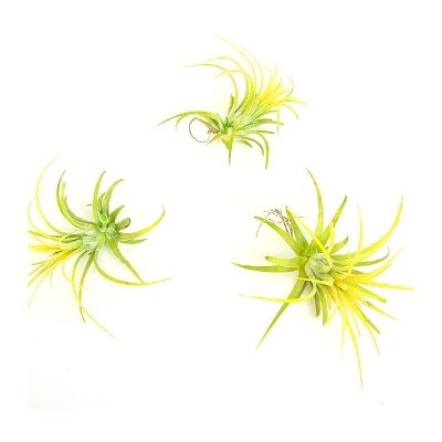 Gardners Tillandsia ionantha yellow Tillandsie, kykatka – Zboží Dáma
