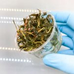 Cryptocoryne tropica - Kryptokoryna Wendtova var. Tropica – Zboží Dáma