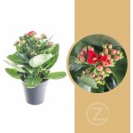 Kolopejka vděčná, Kalanchoe blossfeldiana, červená – Sleviste.cz