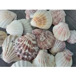 Dijk Natural Collection Mušle Pecten nobilis 100 g – Zboží Dáma
