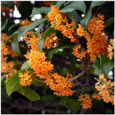 Olivovník libovonný - Osmanthus fragrans - semena - 5 ks