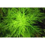 Hygrophila Balsamica – Hledejceny.cz