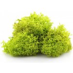 Secret Live Moss Light Green 5 g – Sleviste.cz