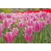 Tapety WEBLUX Fototapeta plátno - 22107035 tulipán flowerbed bortit se rozměry 174 x 120 cm