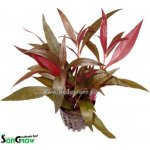 Alternanthera rosaefolia - Plevuňka růžolistá – Zboží Dáma Alternanthera rosaefolia - Plevuňka růžolistá – Zboží Dáma