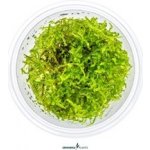 Vesicularia montagnei – Sleviste.cz